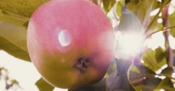Mission Insights / Golden Bay Fruit – Trailer 1 Thumbnail